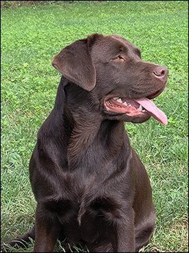 Femelle Labrador Chocolat